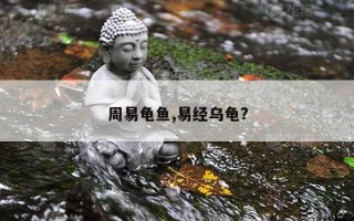周易龟鱼,易经乌龟?